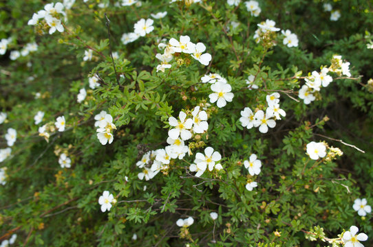Potentilla alba or white cinquefoil green shrub with white flowers