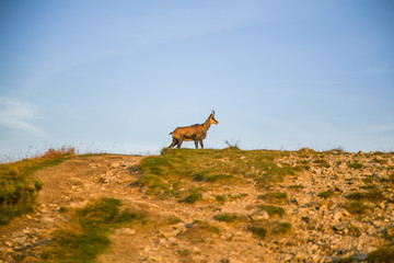 Naklejka premium A beautiful, curious wild chamois grazing on the slopes of Tatra mountains. Wild animal in mountain landscape. Tatry, Slovakia in summer.