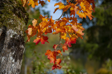 autumn leaves on tree