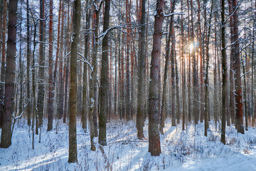 Beautiful winter forest in sunny and cold weather after snowfall