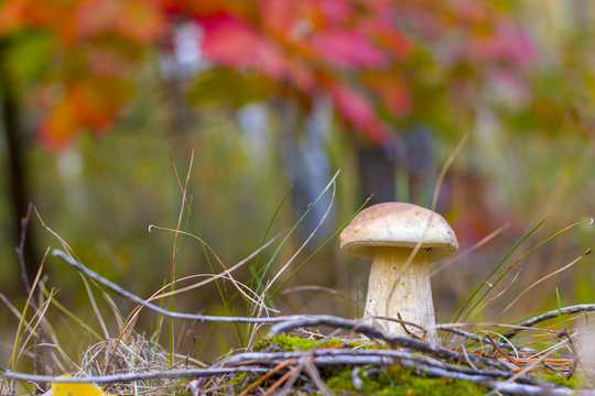 small boletus mushroom grows