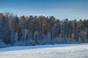 Beautiful winter forest in sunny and cold weather after snowfall