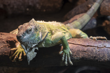 Northern Caiman Lizard