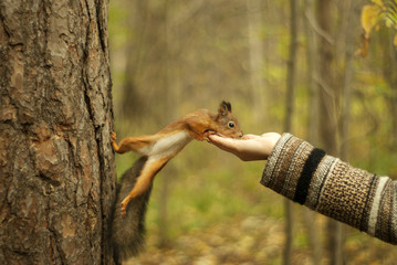 red squirrel in autumn park eating nuts with a girl's hand, blurred background