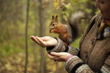 Fotobehang red squirrel in autumn park eating nuts with a girl's hand, blurred background © Evgeny