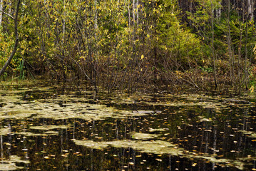 landscape - autumn swamp with mud and fallen leaves on the surface of the water