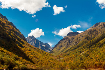 Golden green forest amidst the big mountains