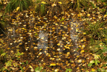 puddle in the autumn swamp forest among grass tufts covered with fallen yellow leaves