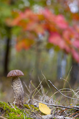 small mushroom grows in wood
