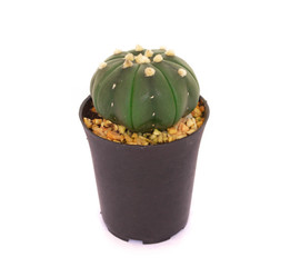 Closeup cactus isolated on white background