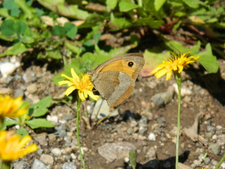MARIPOSA