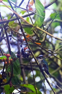Bee hummingbird, zunzuncito or Helena hummingbird (Mellisuga helenae) is a species of hummingbird endemic to Cuba which is the world's smallest bird - Peninsula de Zapata / Zapata Swamp, Cuba