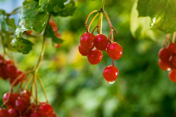 Branches of viburnum (Ukrainian Kalina) berries with its leaves on the tree as medicinal and edible plant