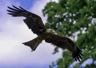Flying black kite (Milvus migrans) 