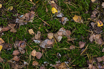 Moss and autumn leaves on the ground. Autumn forest.