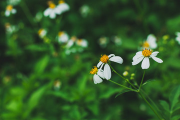 white flower in the garden