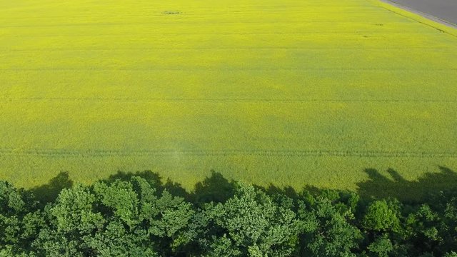 Field of flowering rape and forest belts for wind protection. Rape, a syderatic plant with yellow flowers. Field with siderates