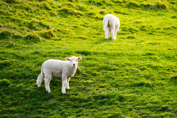 Obraz premium A flock of sheep grazing on the green farm. Fresh sunny with a warm light day.