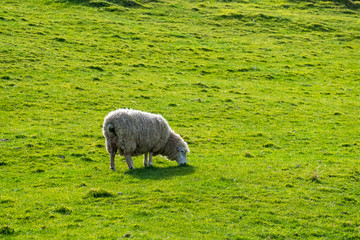 A sheep grazing on the green farm. Fresh sunny with a warm light day.