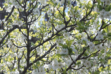 Plum tree in bloom