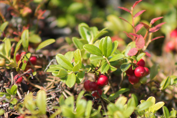 Obraz premium Lingonberries, autumn closeup