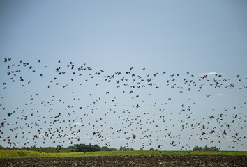 Starlings and lapwings ready for migration over the field. Flock of birds flying to south in autumn. Murmuration. Rural landscape with birds.