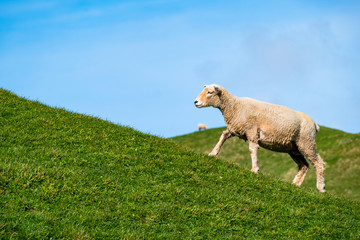 A sheep grazing on the green farm. Fresh sunny with a warm light day.
