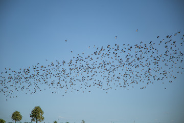 Starlings and lapwings ready for migration over the field. Flock of birds flying to south in autumn. Murmuration. Rural landscape with birds.