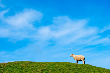 A sheep grazing on the green farm. Fresh sunny with a warm light day.