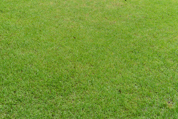 Green grass after rain