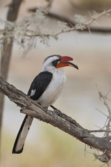 Bucero di Von der Decken