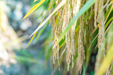 Rice ear of rice in Fujian, China