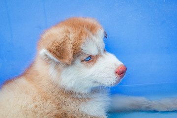 Cute puppy siberian husky.