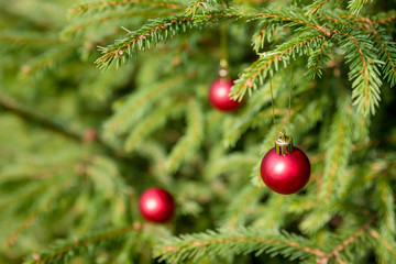 Obraz na płótnie Canvas Red Christmas ball hanging on Christmas tree.Selective focus.Copy space.Christmas Tree Decoration. fresh fir branches and ornaments in red.New years celebration. invitation postcard