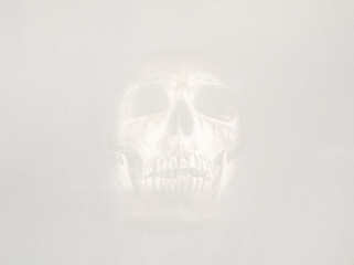 skulls on concrete wall background