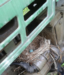 vogelnest auf motor von altem traktor © Matthias Matscher