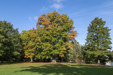 Herbstkastanie