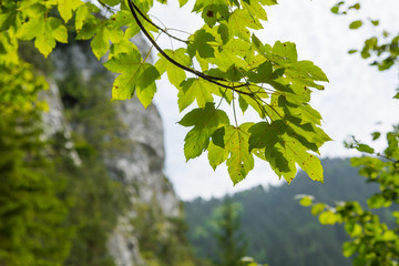 A beautiful close look at the tree in montains. Mountain landscape with natural trees in forest. Tatra mountains in Slovakia, Europe.