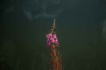 A beautiful closeup of a mountain vegetation in Tatra mountains in Slovakia, Europe. Summer plants in Tatry national park. Natural scenery.