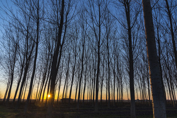 mattino nel bosco