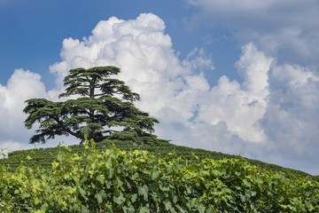 cedro del Libano