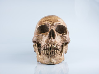 Skull on white background