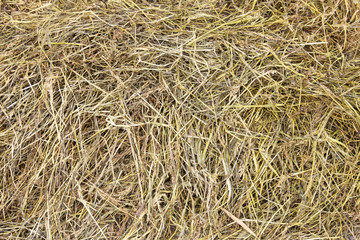 Dry hay