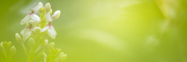 nature view of green leaves under the sun. Natural green tree used as background, blur or wallpaper.