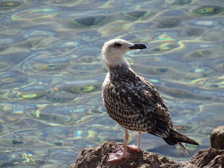 Seemöwe in Sveti Juraj, Kroatien nahe der Insel Krk