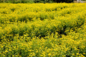 Chrysanthemum indicum Linn flowers.