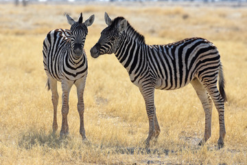 Fototapeta na wymiar Steppenzebras (Equus quagga) im Etosha Nationalpark (Namibia)