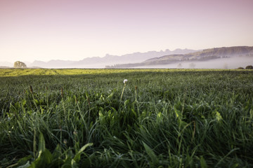 wiese mit bergen im nebel im hintergrund