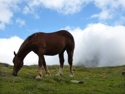 Caballo de raza bret&oacute;n normando pastando en un prado de la Val Ferrera. Pirineo catal&aacute;n. 