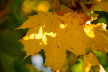Naklejka na ściany i meble Beautiful autumn image - closeup of amazing yellow leaves, lit by the rays of the rising sun. Gentle warm tones, great seasonal feel, abstract autumnal beauty.